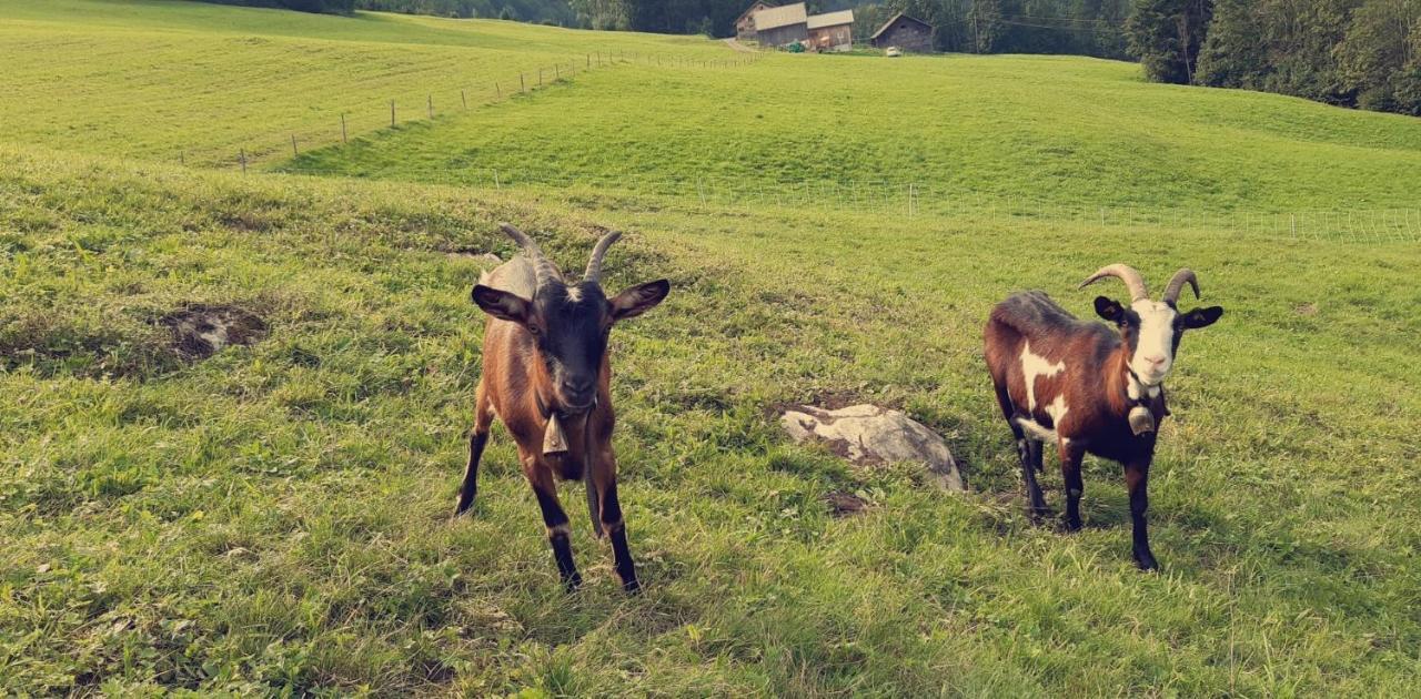 Апартаменты Bauernhof Farnach Андельсбух Экстерьер фото